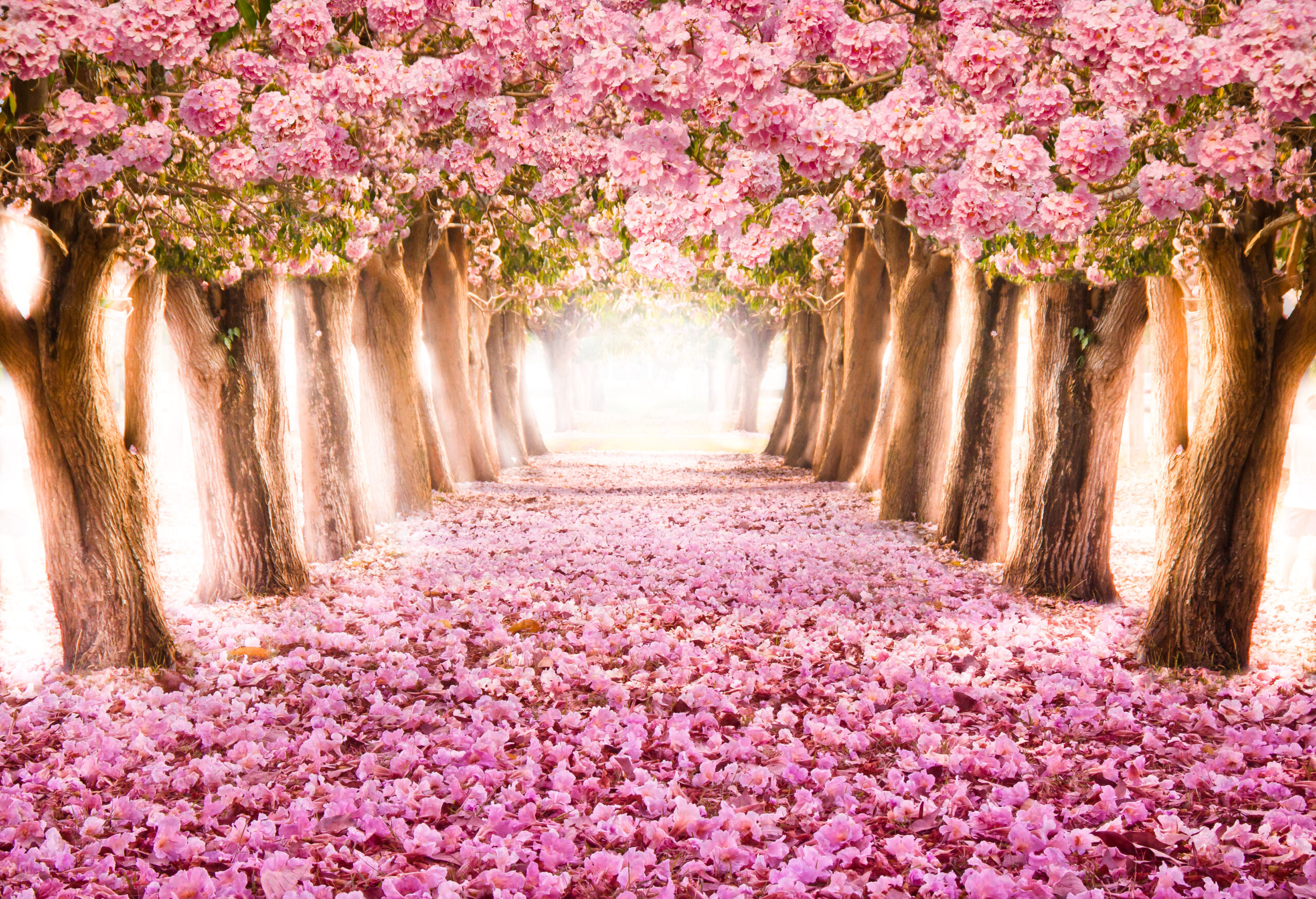 The,Romantic,Tunnel,Of,Pink,Flower,Trees